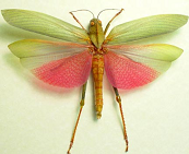 Orthoptera hopper katydid
