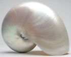 Nautilus shells for collectors