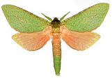 rare Hepialidae Aenetus