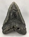 large Megalodon tooth