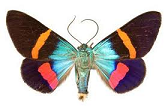 Rare day-flying moth