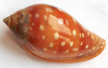 Marginella shells