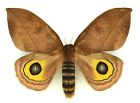 Saturniidae Silk moth available
