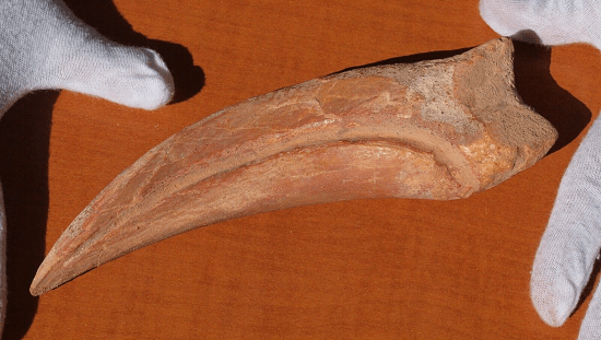 Large dinosaur claw