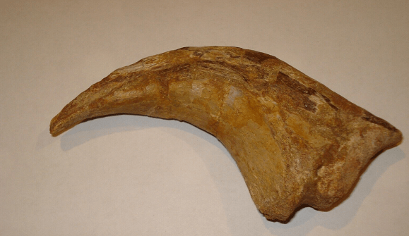 Velociraptor large claw