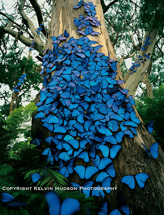 Kelvin Hudson fake butterflies