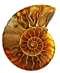 Top Fossil Auctions