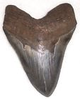Shark teeth fossil