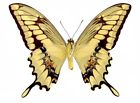 bicbugsLLC_insect_butterfly