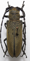 beetlesdundee ebay insect