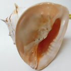 large Cassis shell