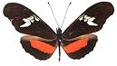 Heliconius butterflies