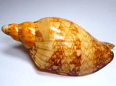 peristicta