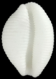 Triviidae shells