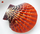 rare Pecten scallop shell 