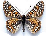 euphydryas