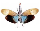 Fulgoridae Lanternfly