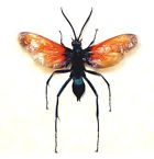 Pepsis tarantula hawk wasp 