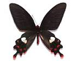 Atrophaneura butterfly