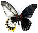 Gynandromorph butterfly