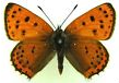 Lycaenidae butterflies