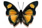 Charaxes fournierae