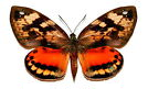 Castnia moths