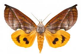 noctuidae-for-sale.png