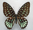 Graphium for collection