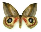Rare moth insect colleciton