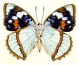 Apatura Purple Emperors