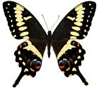 rare butterflies lepidoptera