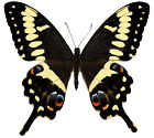 rare butterflies lepidoptera