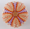 Sea urchin Echinoidea