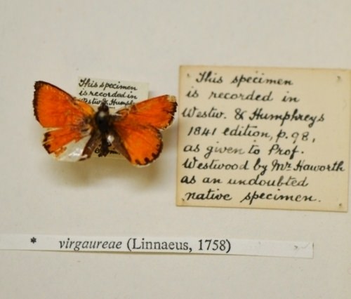 british-lycaena-virgaureae