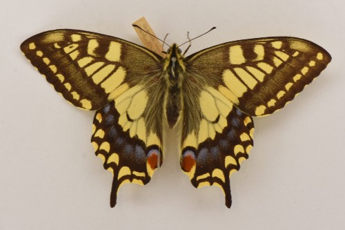 papilio machaon brittanicus britain