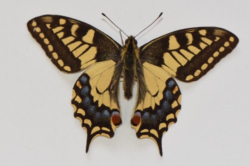 papilio machaon brittanicus oxford