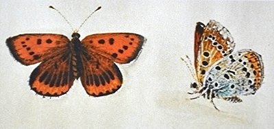 william-jones-lycaena-dispar-denyer