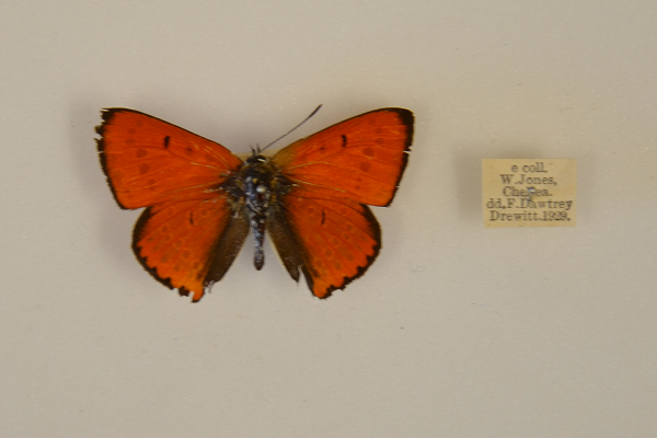 lycaena-dispar-william-jones