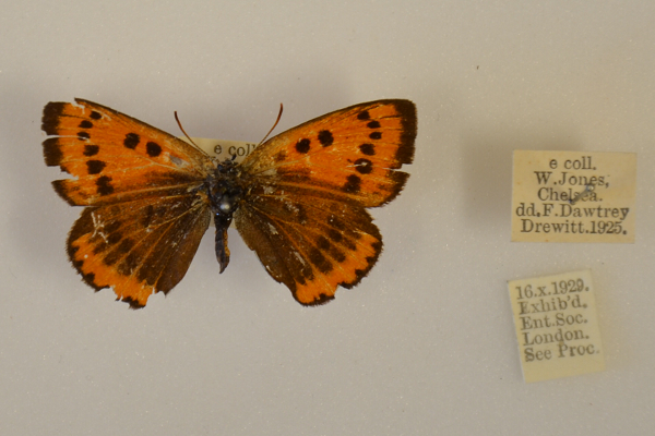 lycaena-dispar-old-specimen-british