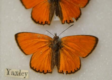 lycaena-virgaureae-jones-yaxley.png