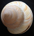 Pleurotomaria extinct shells