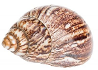 Achatina shells