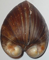 Glossus shells