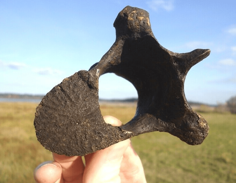 giant sloth vertebrae