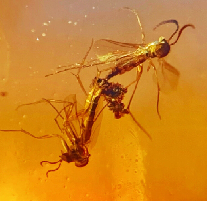 burmese-amber-insect.png