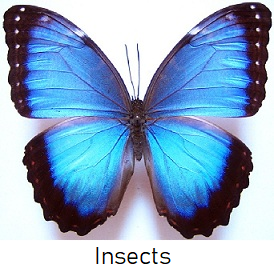 insects.png