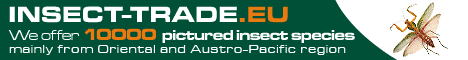 InsectTrade.gif