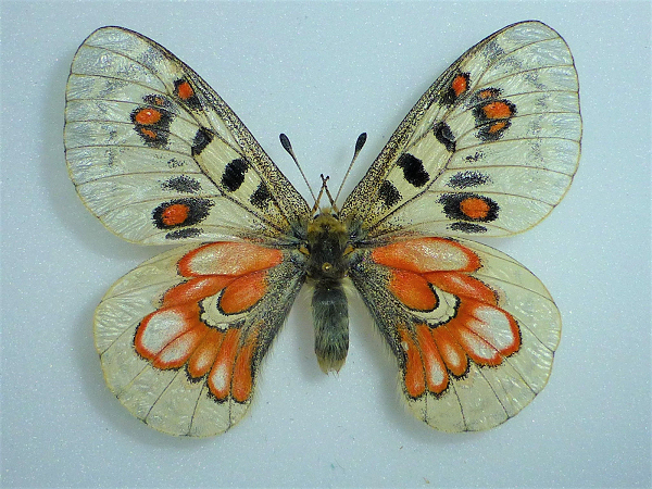 Parnassius wiskotii 