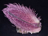 Spondylus seashell